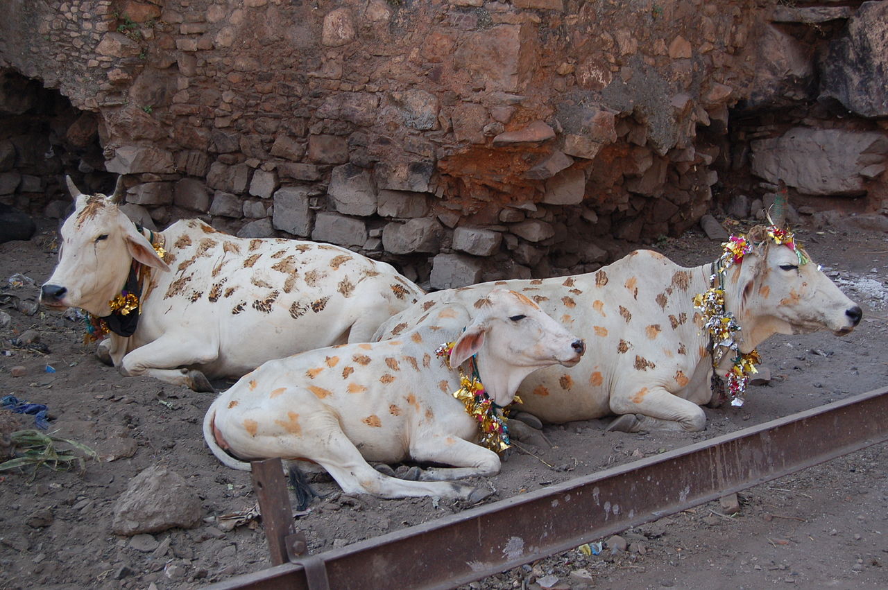 Cows decorated for Diwali.jpg